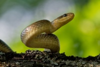 Uzovka stromova - Zamenis longissimus - Aesculapean Snake o3009